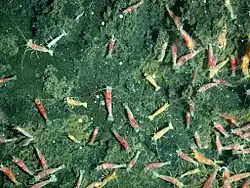 Shrimp at NW Rota-1