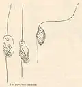 Bodo caudatus