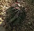 This specimen in the Brooklyn Botanic Garden is labeled "Fishhook Cactus"