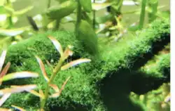 Filamentous algae