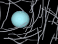 Animation of a particle in a polymer-like network