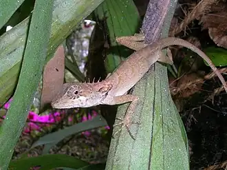 Lateral view