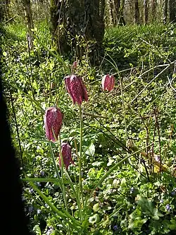 Fritillary guinea