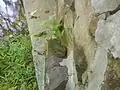 Frog perched on a ledge near the Ten Mile Run