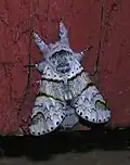 Dorsal view