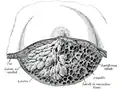Dissection of a lactating breast.
