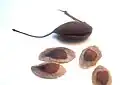 seed pod and seeds