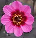 Dahlia "Happy Single Wink" (Single)