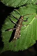Newly hatched nymph