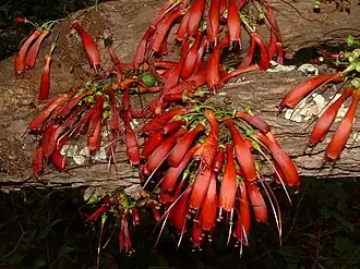 Halleria lucida