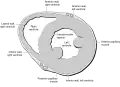 Heart normal short axis echo