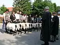 Young rams are awarded prizes.