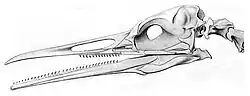 skull of ancient seabird with teeth set into bill