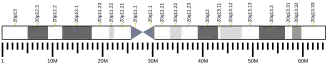 Chromosome 20 (human)