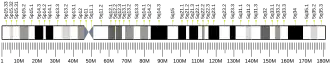 Chromosome 5 (human)