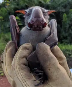 Gray bat