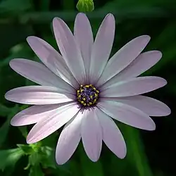 Close-up of flower