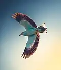 European roller