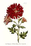 Botanical illustration
