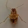 Female, ventral