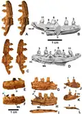 Additional dentaries