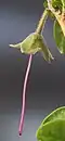 Magenta style, persisting after fall of corolla.