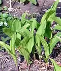 A variegated cultivar early in spring