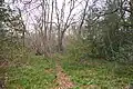 Long Grove Wood
