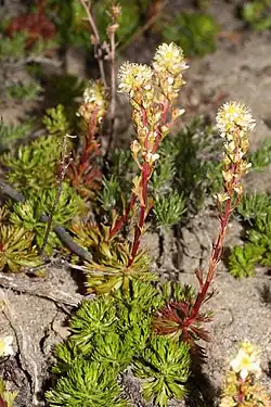 Luetkea pectinata