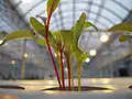 Chard Growing in nutrient film system.