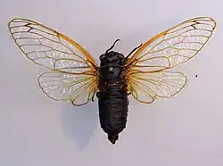 Specimen in the Bavarian State Collection of Zoology