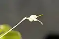 Masdevallia (Nidifica): Masdevallia nidifica