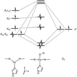 Molecular orbital description of Fe-O2 interaction in myoglobin.[37]