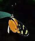 Living specimen