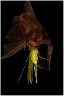 Brown bat