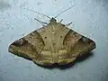 Mocis undata