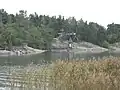Moomin World in Naantali. Common reed in brackish water (Baltic Sea). Kailo island.