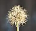 Seed clock