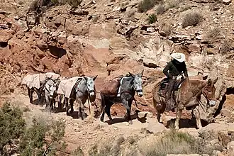 Supply train in the Grand Canyon (2009)