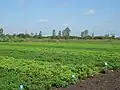 Multiplication of groundnut genotypes at DGR