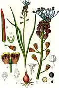 Illustration from Johann Georg Sturm (Painter: Jacob Sturm) 1796. Deutschlands Flora in Abbildungen, plate 40.