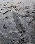 N. schlehani