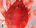 Nops craneae Chickering, carapace