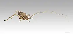 A brown insect