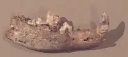 Image 31Mandible of the oldest recognised dog discovered in Bonn-Oberkassel, Germany, and dated 14,200 years old (from Domestication of the dog)