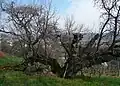 A centuries-old tree of Morus nigra
