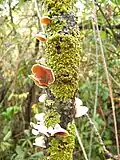 Fungus in El Bosque