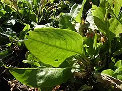 Leaves