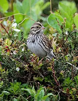 Probably P.&nbsp;s. anthinus, Alaska