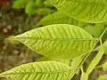 Leaf